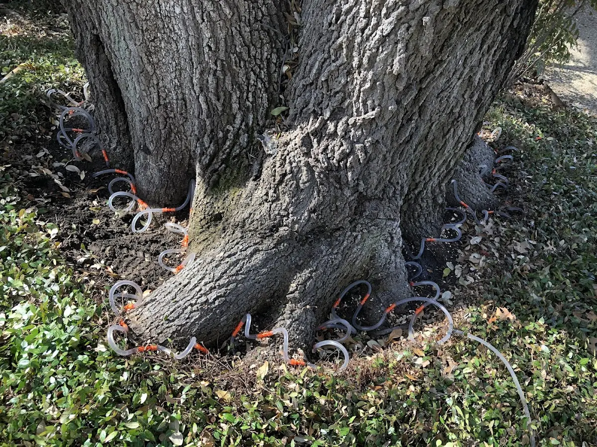 Detailed Tree Cabling and Bracing job site in Edelstein
