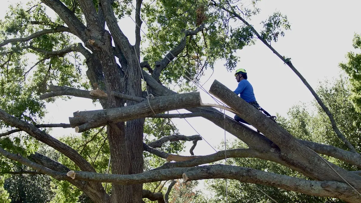 Professional Hazardous Tree Removal performed by certified arborists in Edelstein